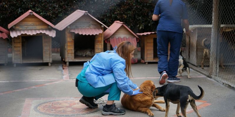 IPYBAC amplía atención médica a animales en albergues: más de 540 beneficiados en 2025
