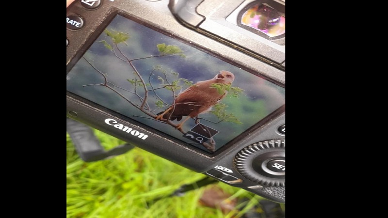 Cundinamarca, noveno lugar en el Global Big Day, con 967 especies de aves







