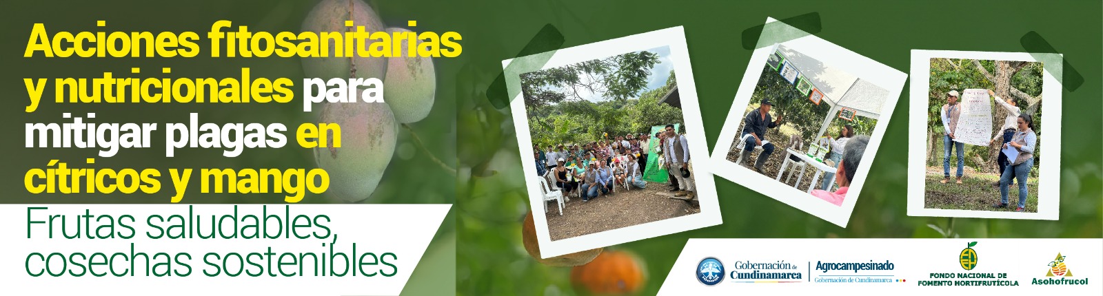 Guía fitosanitaria de los cultivos de mango y cítricos
