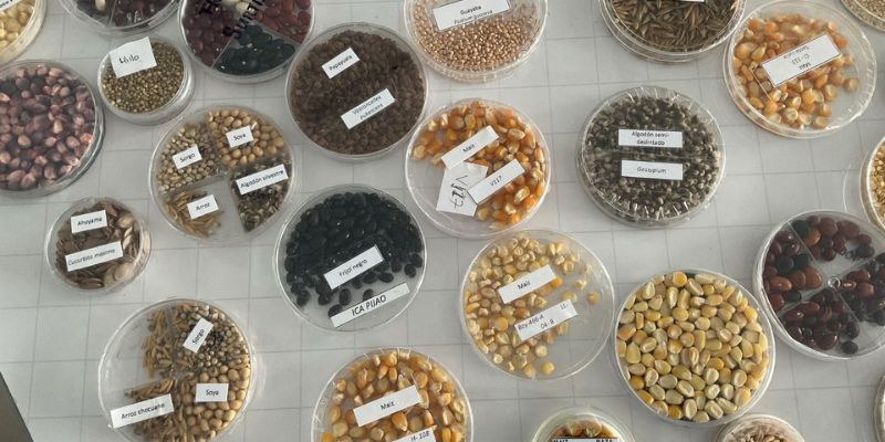 Red de 32 guardianes de semillas ancestrales preserva la memoria agrícola del departamento


