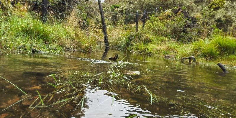 Cundinamarca abre convocatorias ambientales para Juntas de Acción Comunal con inversión conjunta superior a $4.500 millones

