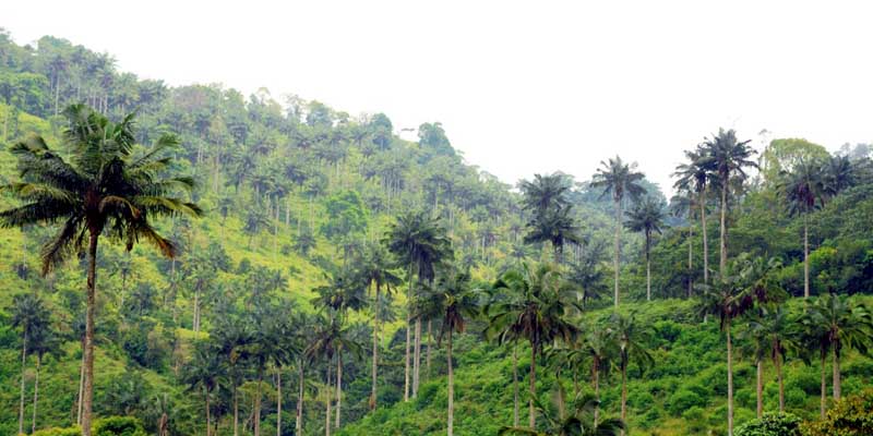 Cundinamarca invita a sembrar paz en los ecosistemas del departamento en Semana Santa



