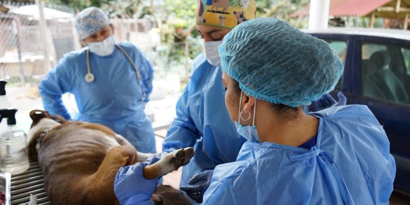 IPYBAC amplía atención médica a animales en albergues: más de 540 beneficiados en 2025
