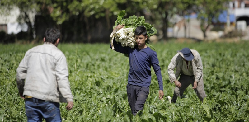 Todo lo que se necesita saber sobre el programa de apoyo a insumos agropecuarios en Cundinamarca