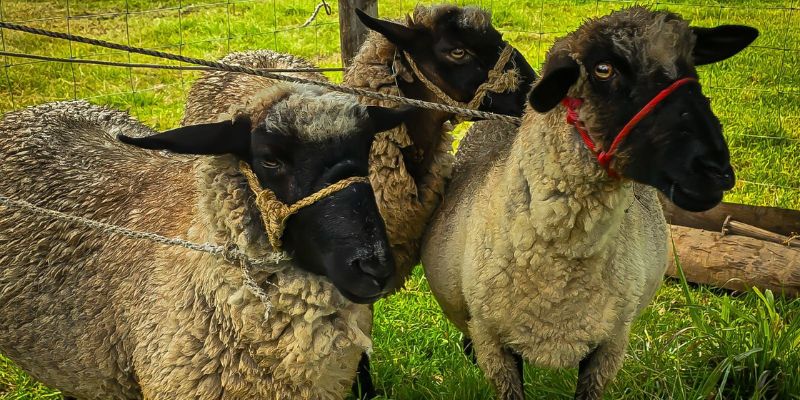 En Cucunubá, la cría de ovejas se convierte en motor de emprendimiento rural