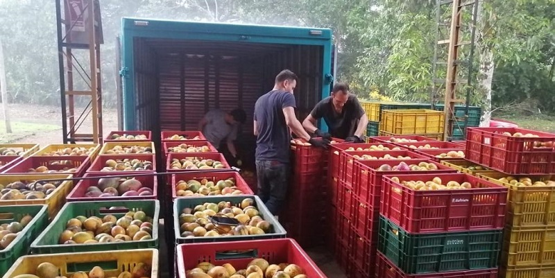 Productores de mango cundinamarqués le venden directamente a Postobón



