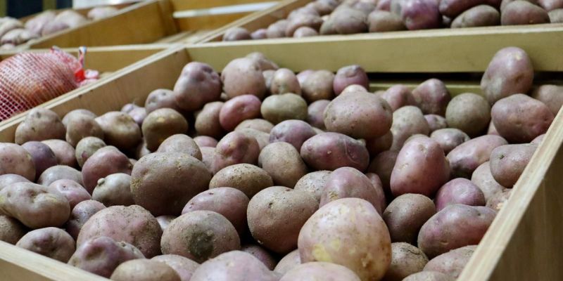 Gobernación lanza estrategia “Cundipapa” para enfrentar crisis del sector papero en Cundinamarca