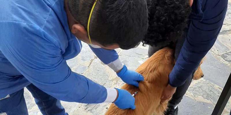 Más de 25 mil perros y gatos vacunados contra la rabia en Cundinamarca


