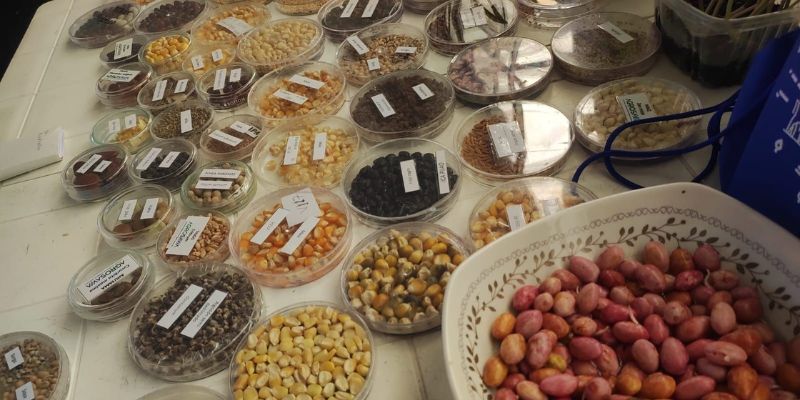 Campesinos de Guaduas salvan semillas ancestrales y prácticas agroecológicas