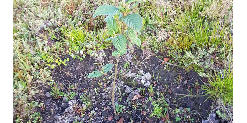 Seis nuevas hectáreas reforestadas en Cundinamarca para mitigar el calentamiento global

























































