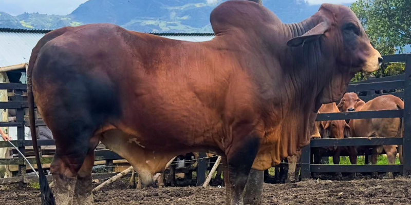 Ganaderos del Oriente cundinamarqués aplican biotecnología reproductiva para mejorar su productividad
