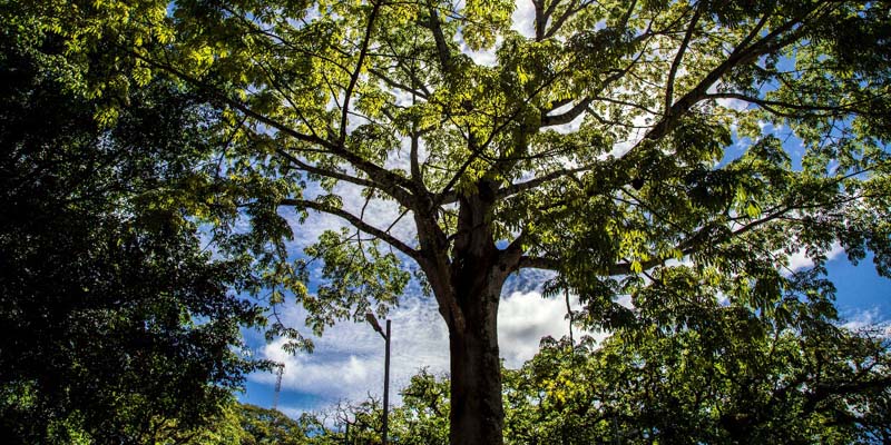 Bosques y árboles esenciales para un futuro sostenible en Cundinamarca




 









