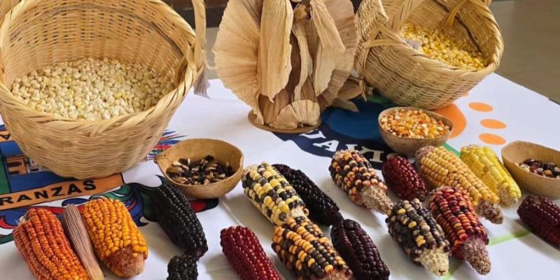 Tres asociaciones campesinas y 72 productores lideran la recuperación de la agricultura ancestral en Cundinamarca