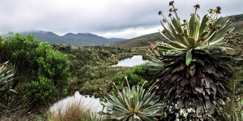 “Vive el río Bogotá”, un encuentro por la recuperación hídrica y ambiental de Cundinamarca


























