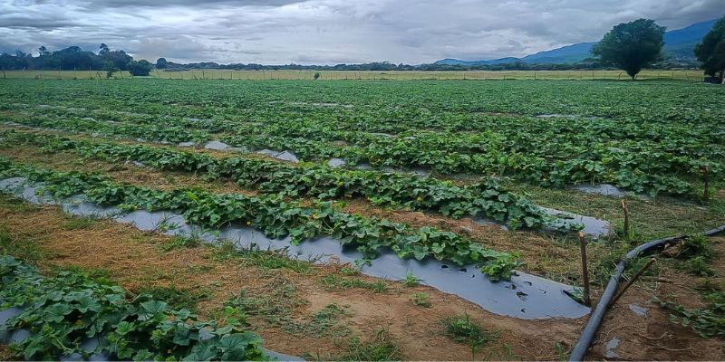 Beltrán inicia transición productiva: de la quema de carbón a cultivos de melón sostenibles

