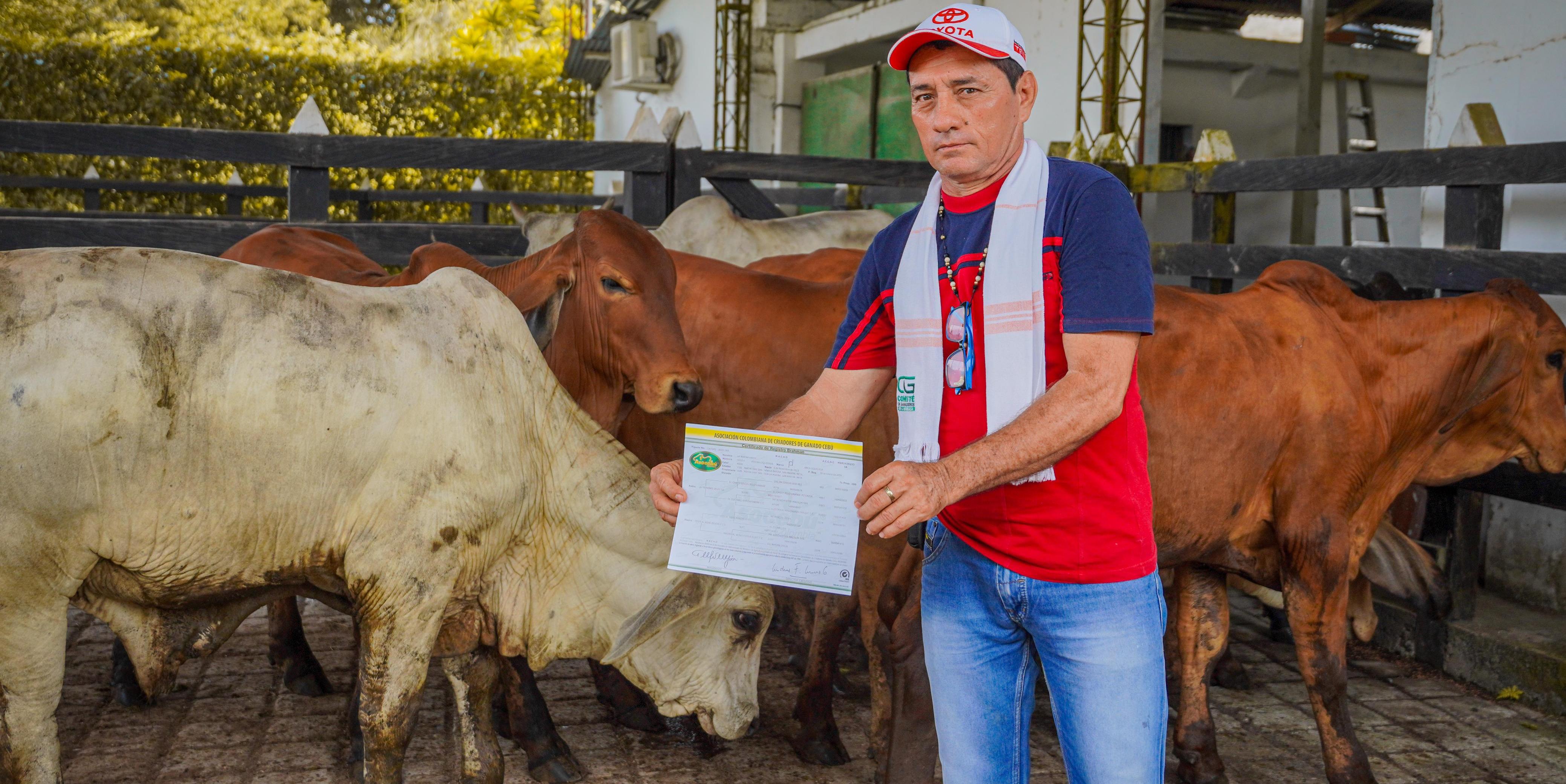 Gobernación de Cundinamarca impulsa la producción ganadera con entrega de ejemplares bovinos
