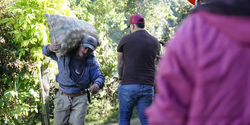 Gobernación de Cundinamarca y Región Metropolitana compran 907 toneladas de papa por $1.500 millones