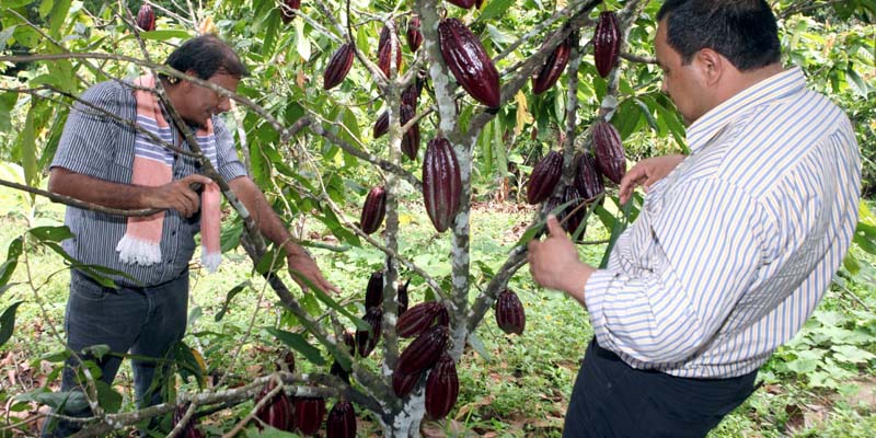 Primera Feria Virtual de Cacaoteros para incentivar la recuperación económica del departamento

