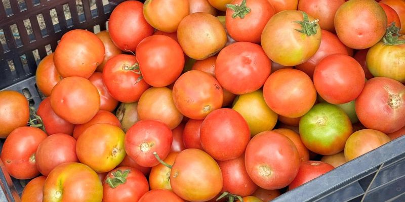 Más de 1.200 kilos de alimentos frescos llegan al PAE en Cundinamarca con productores locales al mando