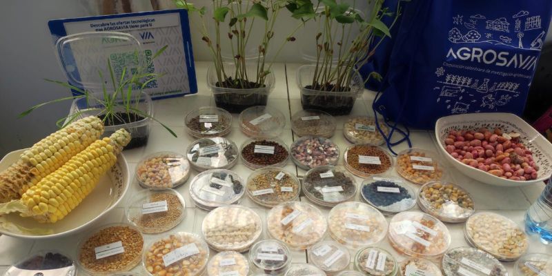 Campesinos de Guaduas salvan semillas ancestrales y prácticas agroecológicas