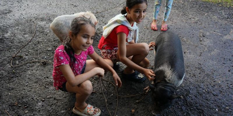 Atención integral a más de 120 animales afectados por el sismo en Paratebueno y Medina
