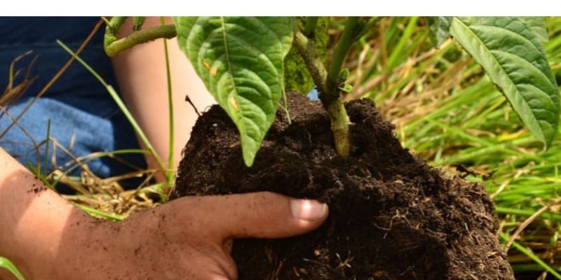 Cundinamarca siembra más de 5.000 árboles para celebrar el Día Mundial del Árbol