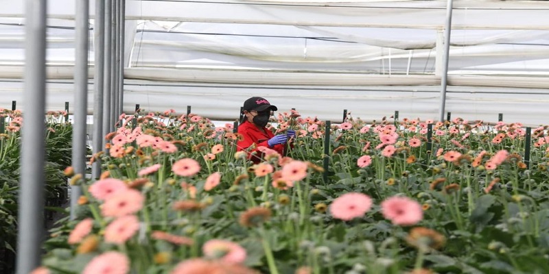 ¡Cundinamarca, número UNO en exportación de flores en Colombia!