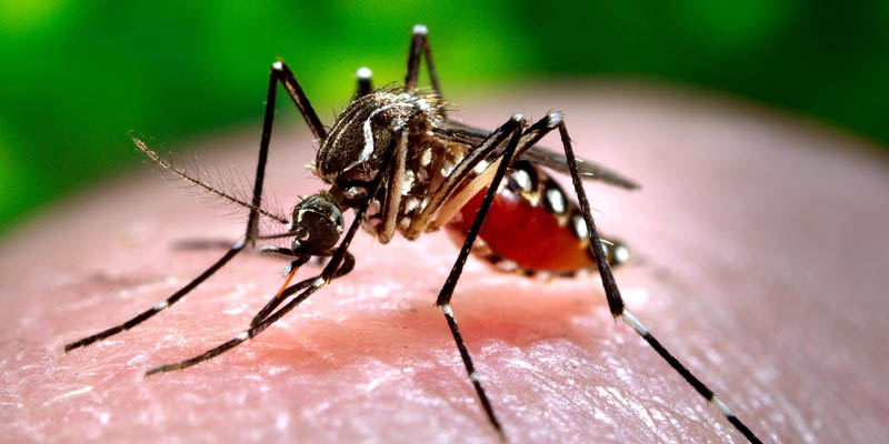 Se registran 2.498 casos de zika en Cundinamarca