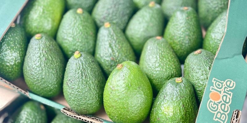 Sumapaz impulsa la asociatividad y la competitividad del aguacate Hass