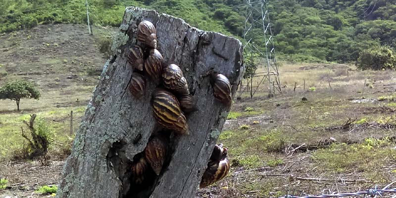 Cundinamarca fortalece acciones ante la presencia de caracol gigante africano





