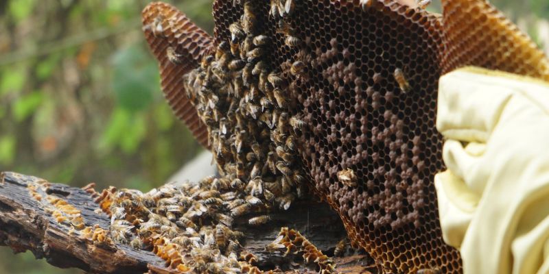 Capacitación apícola en Cáqueza impulsa la protección y bienestar de las abejas
