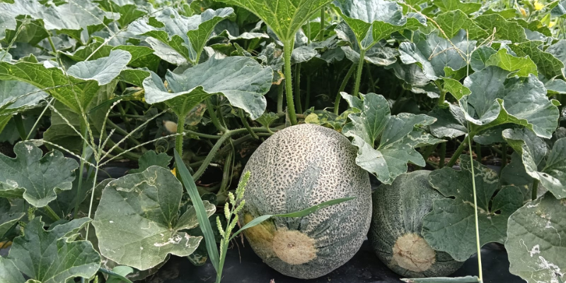 Cundinamarca impulsa el cultivo de melón como alternativa a la deforestación en el municipio de Beltrán