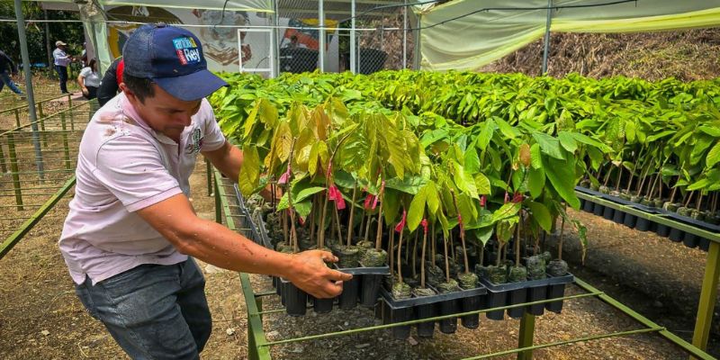Yacopí inaugura centro de propagación para producir 50 mil plántulas de cacao de alta calidad

