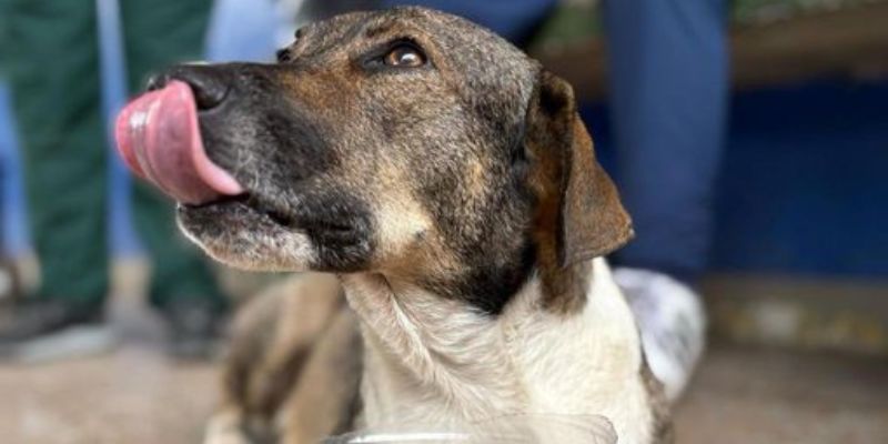 Cundinamarca atiende emergencia invernal con enfoque integral: ayuda humanitaria y cuidado animal en Viotá