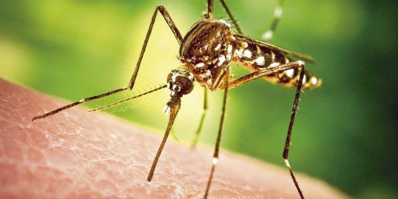 Cundinamarca declara estado de alerta para prevenir la fiebre amarilla