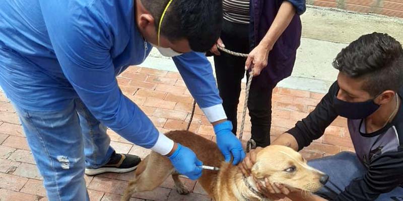 Más de 25 mil perros y gatos vacunados contra la rabia en Cundinamarca

