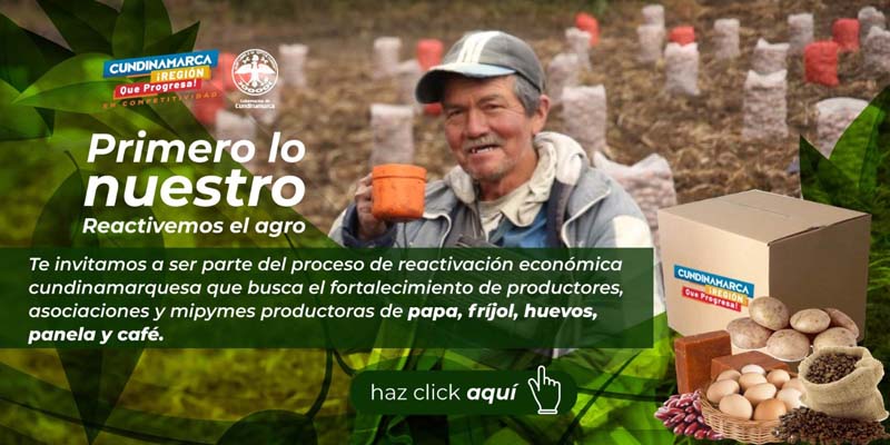 Gobernación de Cundinamarca abre convocatoria para pequeños y medianos productores de papa, frijol, panela, café y huevos


