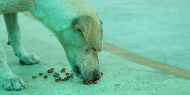 Cundinamarca lanza donatón para animales afectados por el sismo en Medina y Paratebueno
