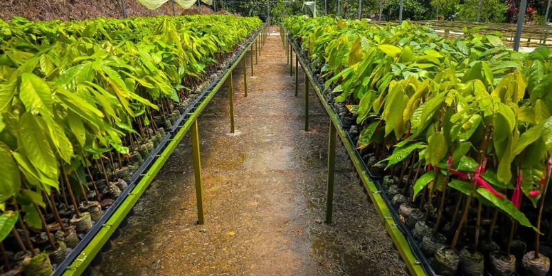 Yacopí inaugura centro de propagación para producir 50 mil plántulas de cacao de alta calidad

