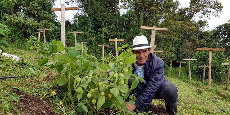 32 familias de Anolaima aplican producción más limpia a cultivos de uchuva