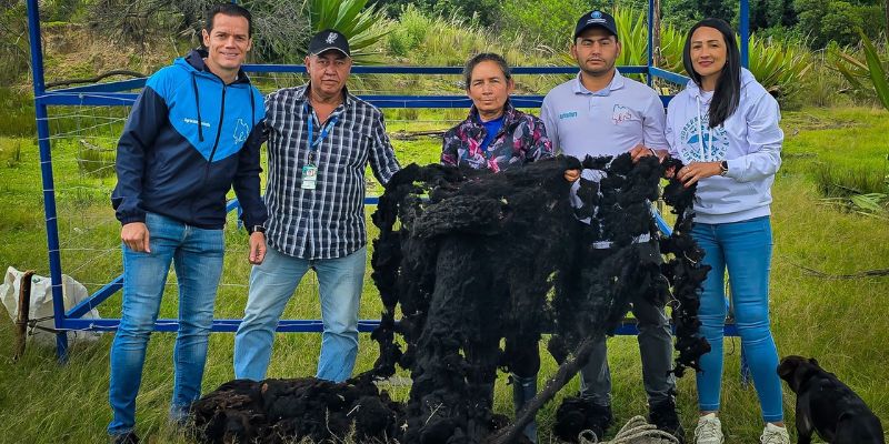 En Cucunubá, la cría de ovejas se convierte en motor de emprendimiento rural