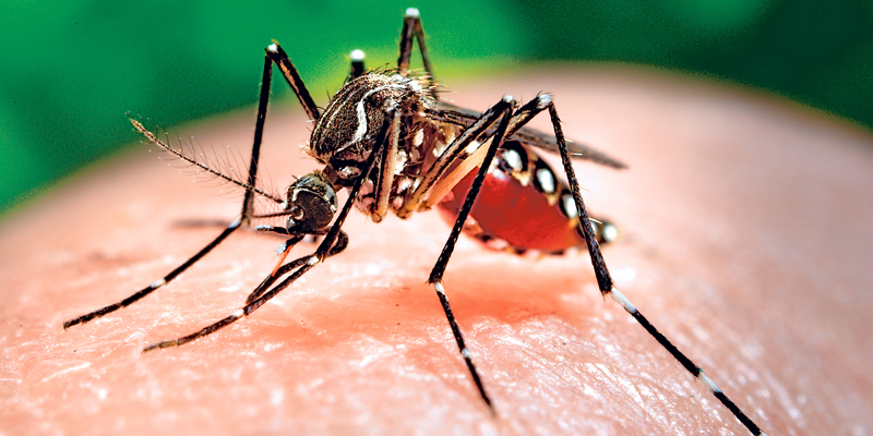 Esta  Semana Santa refuerce las medidas de prevención del dengue












