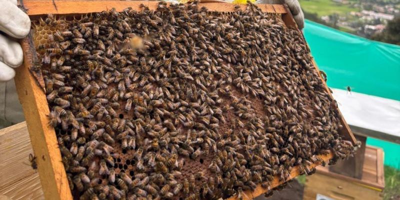 Cundinamarca impulsa la conservación ambiental con la Séptima Vitrina de Negocios Verdes


