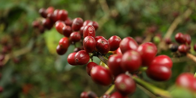 Caficultura sostenible de Cundinamarca deslumbra en la XV Cafés de Colombia Expo

