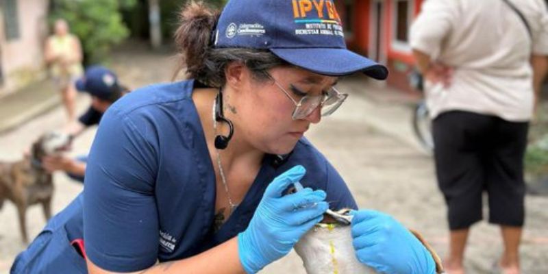 Cundinamarca atiende emergencia invernal con enfoque integral: ayuda humanitaria y cuidado animal en Viotá